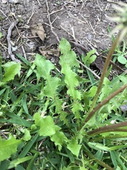 Taraxacum officinale