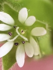 Stellaria media