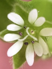 Stellaria media
