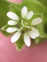 Stellaria media