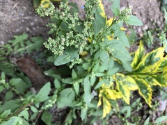 Chenopodium album