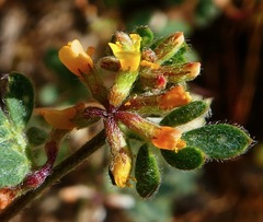Acmispon micranthus