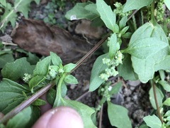 Chenopodium album