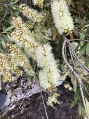 Melaleuca pallida
