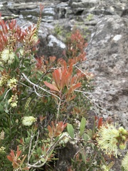 Melaleuca pallida