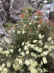 Melaleuca pallida
