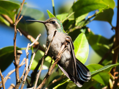 Chlorostilbon lucidus