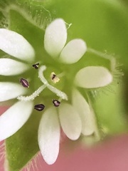 Stellaria media