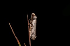 Philobota transversella