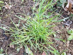 Poa trivialis