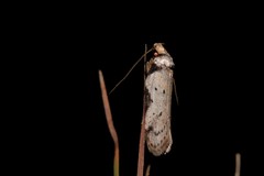 Philobota transversella