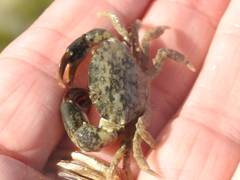 Rhithropanopeus harrisii