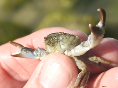 Rhithropanopeus harrisii