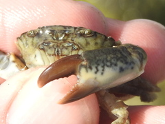 Rhithropanopeus harrisii