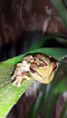 Scinax crospedospilus