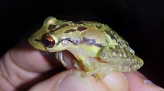 Scinax crospedospilus