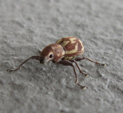 Parapantomorus fluctuosus