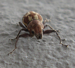 Parapantomorus fluctuosus