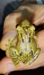 Scinax crospedospilus