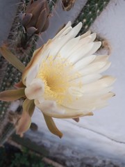 Nyctocereus
