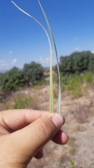 Muhlenbergia pubescens