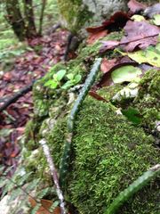 Selenicereus spinulosus