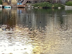 Lophodytes cucullatus