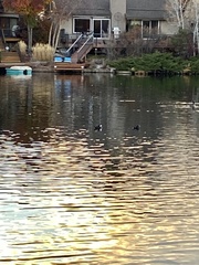 Lophodytes cucullatus