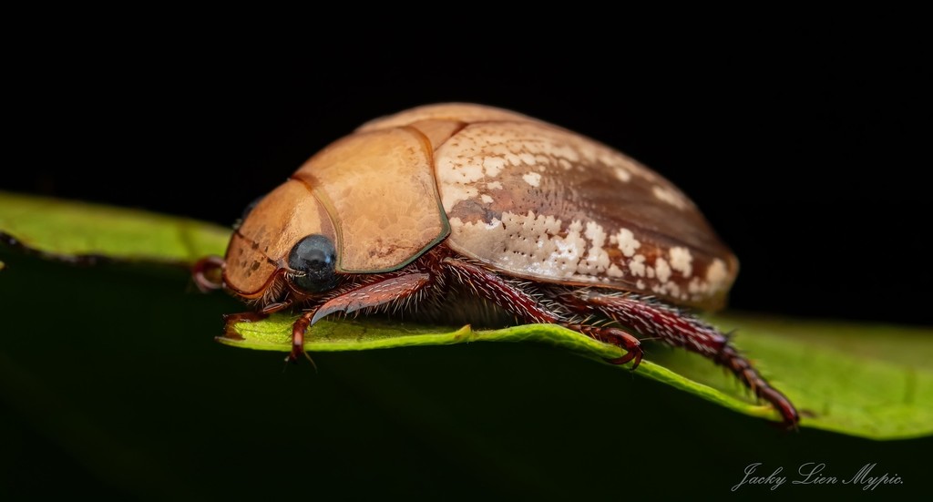 Campfire Beetle