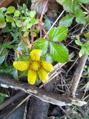 Potentilla hebiichigo