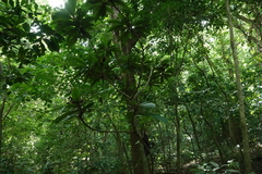 Parathesis crenulata