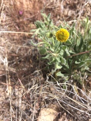 Erigeron aphanactis
