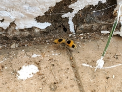 Dasymutilla cressoni