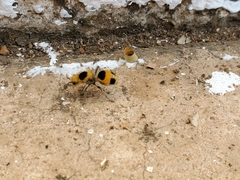 Dasymutilla cressoni