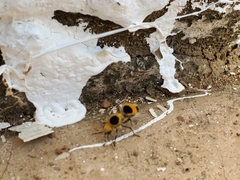 Dasymutilla cressoni