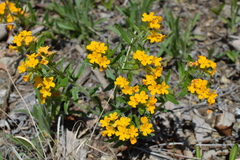 Lithospermum canescens