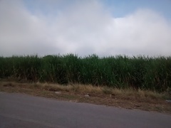 Saccharum officinarum