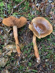 Cortinarius aurantiobasis