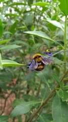 Bombus hortulanus