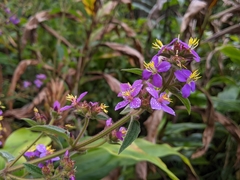 Tibouchina herbacea, recorded flowering