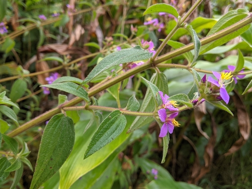 Image of Chaetogastra herbacea by (c) David Anderson, some rights reserved (CC BY)