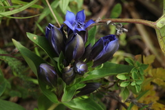 Gentiana dschungarica