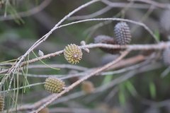 Allocasuarina campestris