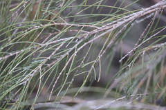 Allocasuarina campestris