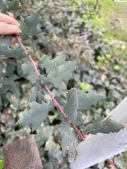 Quercus × jolonensis