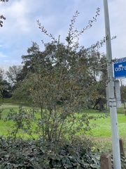 Quercus × jolonensis