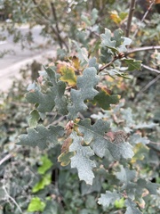 Quercus × jolonensis