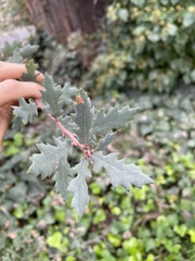 Quercus × jolonensis