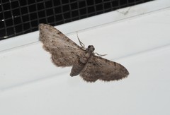 Sigilliclystis insigillata