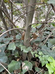 Quercus × jolonensis